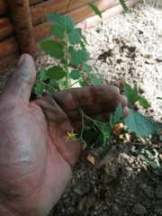 Solanum lycopersicum