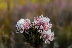 Serruria rostellaris