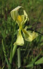 Moraea serratostyla