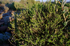 Pteronia ciliata