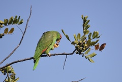 Amazona viridigenalis