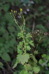Cineraria saxifraga