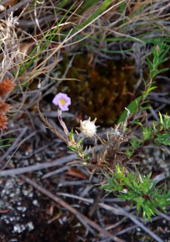Image of Table Mountain Plumeseed (Zyrphelis taxifolia) by (c) Tony Rebelo, some rights reserved (CC BY-SA)