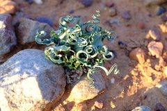 Colchicum circinatum