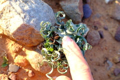 Colchicum circinatum