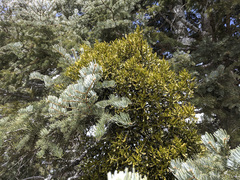 Phoradendron pauciflorum
