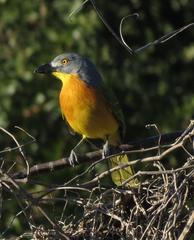 Malaconotus blanchoti extremus