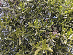 Phoradendron pauciflorum