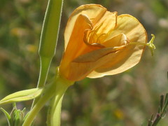 Oenothera elata hookeri