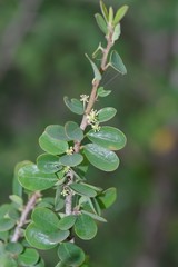 Flueggea verrucosa