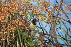 Lybius torquatus torquatus