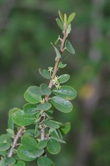 Flueggea verrucosa