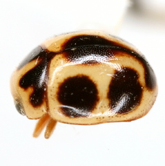 Brachiacantha lepida