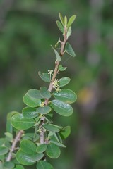 Flueggea verrucosa