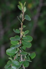 Flueggea verrucosa