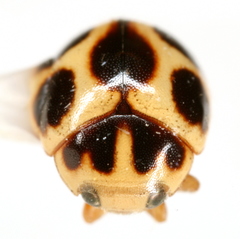 Brachiacantha lepida