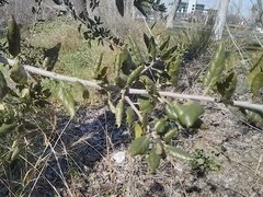 Quercus agrifolia