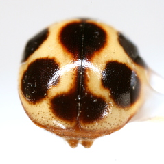 Brachiacantha lepida
