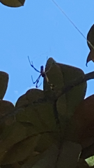 Trichonephila clavipes