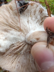 Hypomyces armeniacus