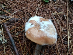 Hypomyces armeniacus