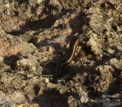 Cryptoblepharus africanus