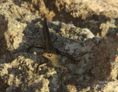 Cryptoblepharus africanus