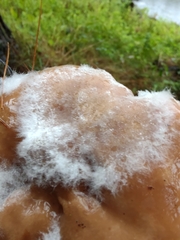 Hypomyces armeniacus