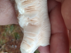 Hypomyces armeniacus