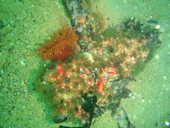 Pseudactinia flagellifera