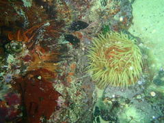 Pseudactinia flagellifera