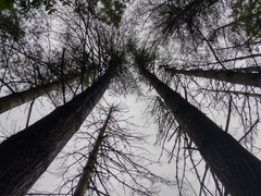 Hypomyces armeniacus