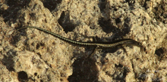 Cryptoblepharus africanus