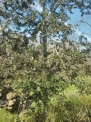 Quercus agrifolia