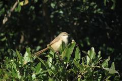 Prinia subflava pondoensis