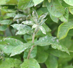 Podosphaera clandestina