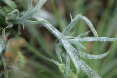 Podosphaera plantaginis