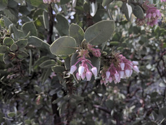 Arctostaphylos pringlei drupacea