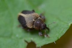 Lignyodes enucleator
