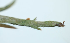 Podosphaera plantaginis