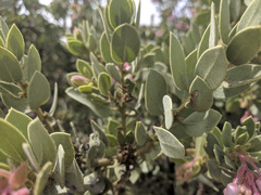 Arctostaphylos pringlei drupacea