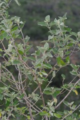 Buddleja dysophylla