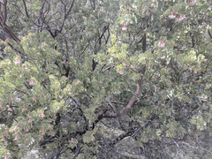 Arctostaphylos pringlei drupacea