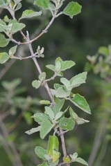 Buddleja dysophylla