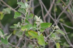 Buddleja dysophylla