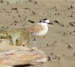 Charadrius marginatus mechowi