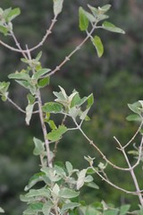 Buddleja dysophylla