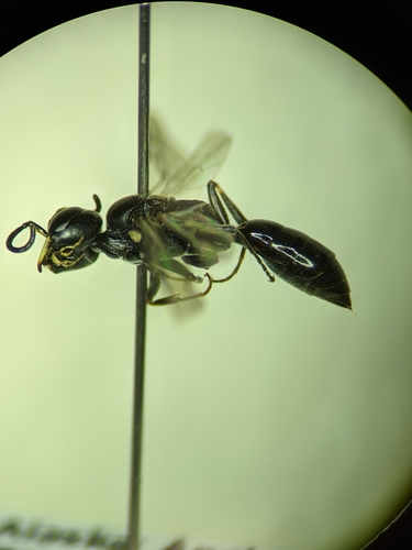 Passaloecus cuspidatus
