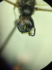 Passaloecus cuspidatus
