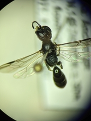 Passaloecus cuspidatus